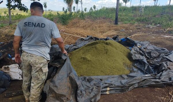 SENAD registra destrucción de 12 toneladas de marihuana al narcotráfico