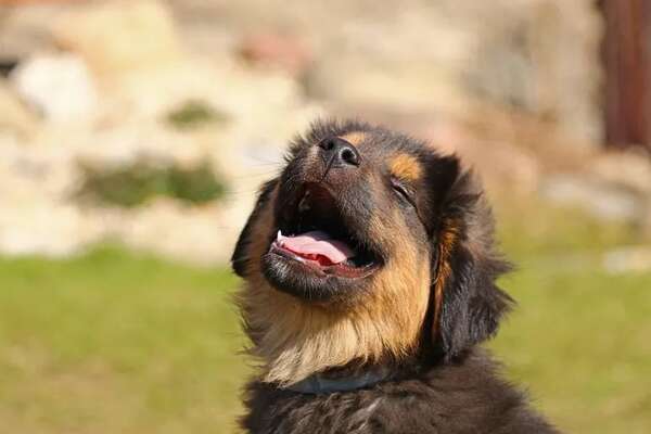 Mascotas: Un nuevo integrante a la familia  - Mascotas - ABC Color