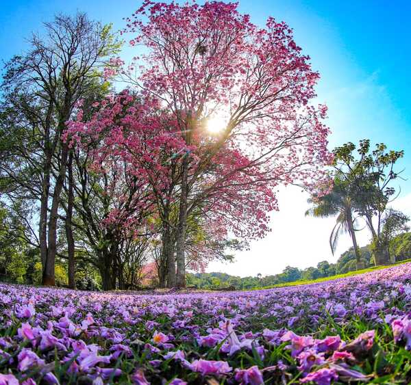 Creando ciudades sostenibles: Recomendaciones de arborización del para el desarrollo urbano - .::Agencia IP::.