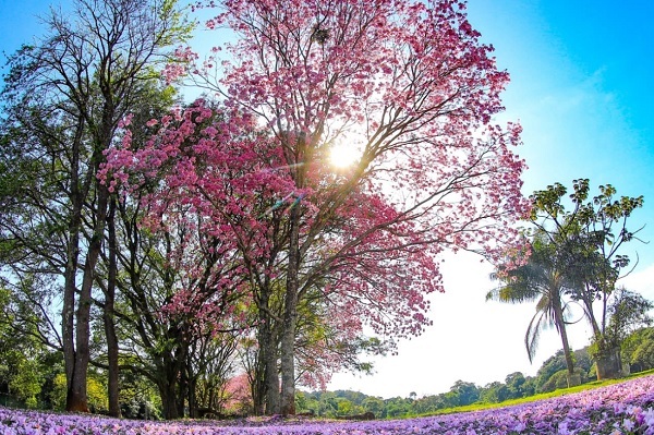 Recomendaciones de arborización para un desarrollo urbano sostenible