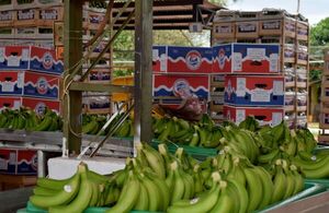 Paraguay puede escalar en ranking de primeros exportadores frutícolas, señalan Compartir en redes