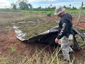 Amambay: sacan de circulación más de 400 toneladas de marihuana - trece
