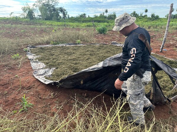Amambay: sacan de circulación más de 400 toneladas de marihuana - trece