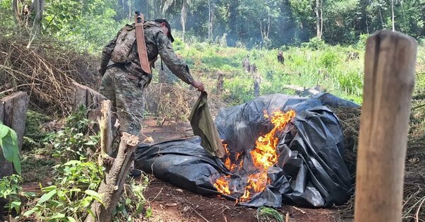 Operación Nueva Alianza: eliminan 441 toneladas de marihuana en Amambay - Unicanal