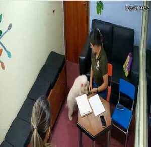 Perrita fue a Cámara Gesell para identificar nombre y dueño en Concepción