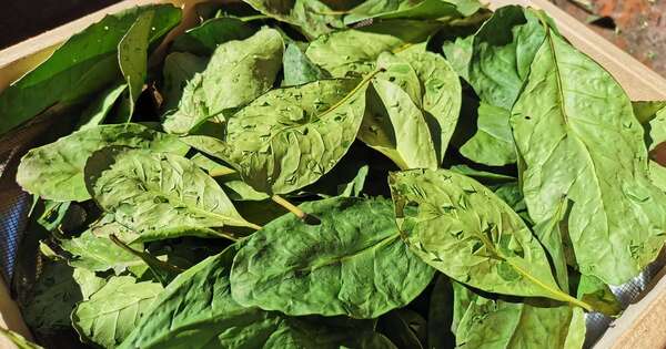 La Nación / Yerba mate, semillas y salvados con ventajas comparativas frente a otras naciones