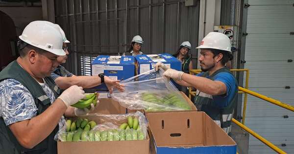 Diario HOY | Primera carga de banana nacional ya está en territorio chileno