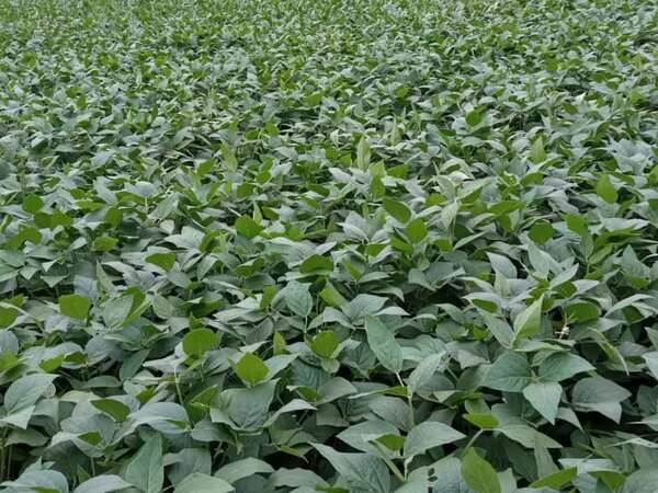 Lluvia trajo alivio al cultivo zafriña de maíz y soja - ABC en el Este - ABC Color