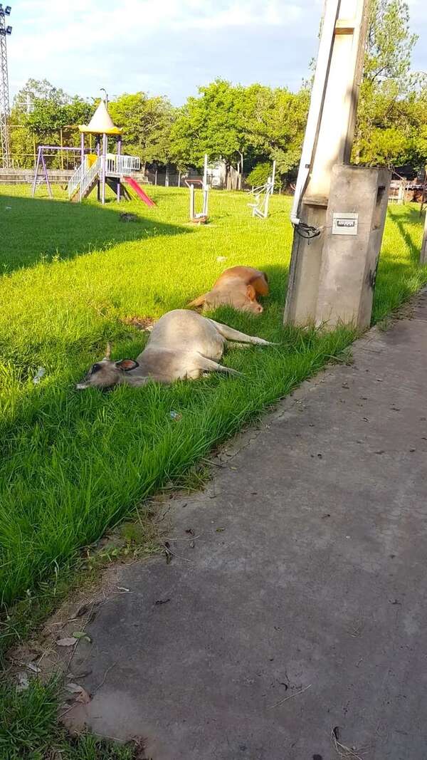 Animales vacunos murieron tras presunta descarga eléctrica en un polideportivo de La Colmena - Nacionales - ABC Color