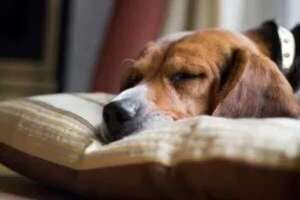Mascotas: Señales de que tu perro está a punto de morir - Mascotas - ABC Color
