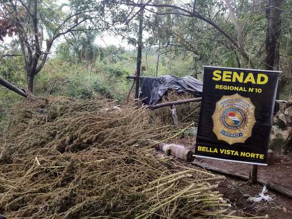 SENAD intensifica operativos contra centros de producción de marihuana en Bella Vista Norte - Oasis FM 94.3