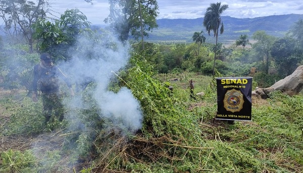 Intensifican operativos contra centros de producción de marihuana en Bella Vista Norte