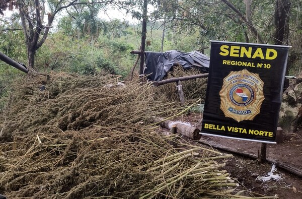 Senad prosigue con operativos para eliminar cultivos ilícitos en Bella Vista Norte - .::Agencia IP::.