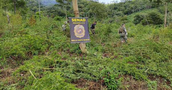 Diario HOY | Erradican 15 toneladas de marihuana en Bella Vista Norte
