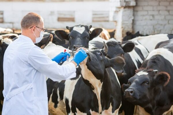 Paraguay será anfitrión de la cumbre hemisférica sobre la sanidad animal, crucial para la seguridad alimentaria - MarketData