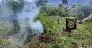 La Nación / Operativos antidrogas en Amambay destruyen 450 toneladas de marihuana
