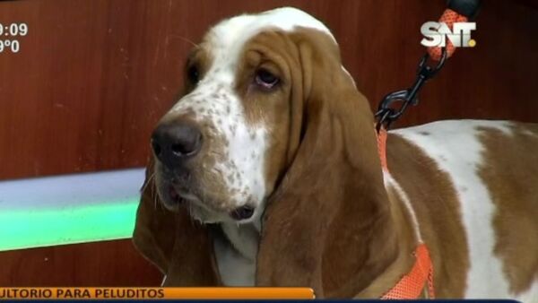 Primeros auxilios para mascota - SNT