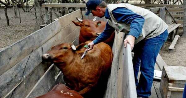 La Nación / Primer periodo de vacunación contra la fiebre aftosa cerró con el 99,7 % de inmunizados