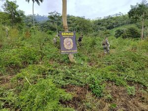 Erradican 15 toneladas de marihuana en Bella Vista Norte