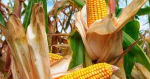 La Nación / Cosecha de maíz zafriña superaría las 4 millones de toneladas
