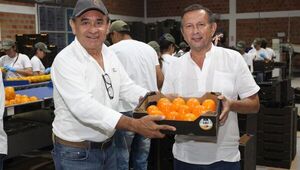Caqui paraguayo a Europa: Frutas del Paraguay volverá a enviar 200 tn de la fruta a España
