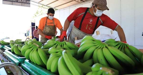 La Nación / Carga de banana local ingresó con éxito a Chile