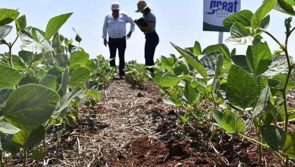 Apuntan a crear soja con mayor tenor de proteína - Economía - ABC Color