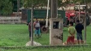 Vacas fallecen electrocutadas por cable pelado en parque municipal de La Colmena