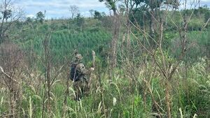 Plan Sumar: Eliminan 55 hectáreas de marihuana en Caazapá - .::Agencia IP::.