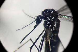Esterilizar al macho: la técnica que prueba Cuba para frenar el dengue - Ciencia - ABC Color