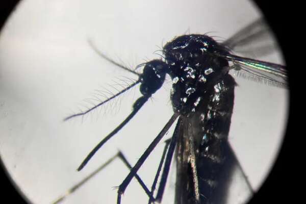 Esterilizar al macho: la técnica que prueba Cuba para frenar el dengue - Ciencia - ABC Color