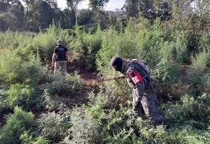 Senad elimina 55 hectáreas de marihuana en Caazapá