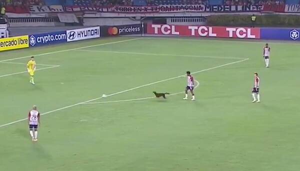 [VIDEO] ¡Ndofaltai! Firulais haciendo de las suyas en la Libertadores