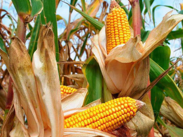Cosecha de maíz zafriña superaría las 4 millones de toneladas