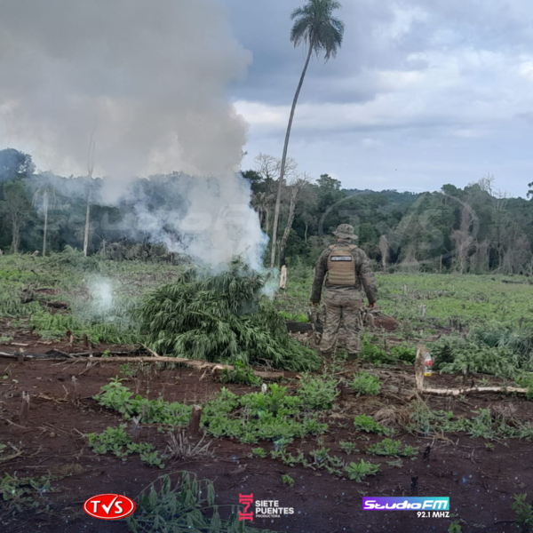 ELIMINAN 55 HECTÁREAS DE MARIHUANA EN EL MARCO DEL OPERATIVO “INTERITUS” EN CAAZAPÁ. - TVS - Sitio Oficial de Noticias