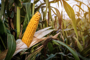 Cosecha de maíz zafriña superaría las 4 millones de toneladas