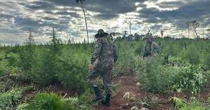 Diario HOY | Destruyen plantaciones de marihuana en Reserva San Rafael: narcos pierden más de G. 24.000 millones