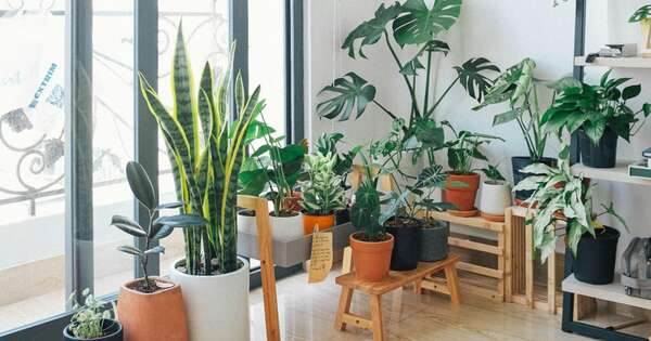 La Nación / ¿Es saludable dormir con plantas en la habitación?