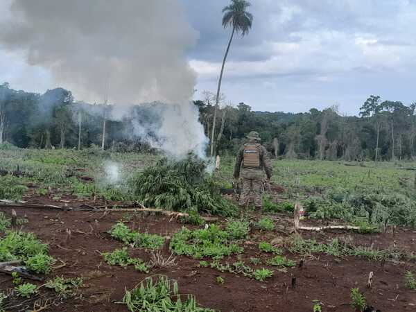 Operativo Interitus: 55 ha. de marihuana fueron eliminadas en Reserva San Rafael - trece