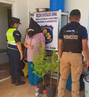 Detuvieron a una mujer de 61 años por tener dos plantas de marihuana en macetas - Policiales - ABC Color