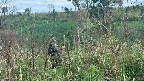 Eliminan alrededor de 55 hectáreas de marihuana en Caazapá - El Independiente