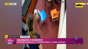 Video: Blanquita o Pandora, el video del extraño caso de la “cámara Gesell” a una perra caniche - Ensiestados - ABC Color