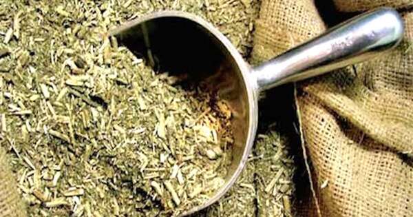 La Nación / Envían 90.000 kilos de yerba mate a Siria