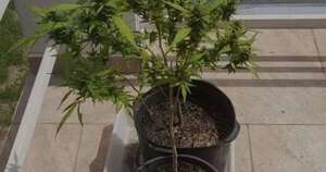 Diario HOY | Detención por 2 plantas de marihuana: “Yo no lo haría”, dice ministro antidrogas