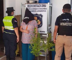 Senad se lavó las manos de operativo por dos plantitas de marihuana