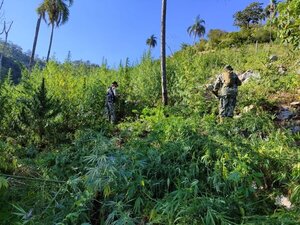 Operación Nueva Alianza 43 ya erradicó más de 235 hectáreas de marihuana y continúa hasta el viernes - .::Agencia IP::.