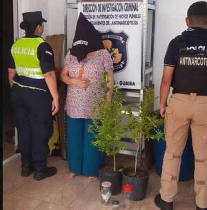 Cannabis de uso medicinal: lamentan detención de mujer y criminalización del cultivo - Nacionales - ABC Color