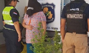 Cuestionan reclusión de sexagenaria por tener dos plantas de cannabis – Prensa 5