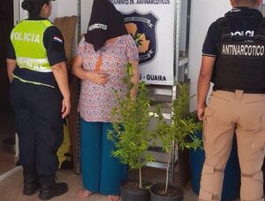 Cuestionan operativo para detener a mujer con dos plantas de marihuana en Guairá · Radio Monumental 1080 AM