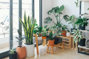 ¿Es saludable dormir con plantas en la habitación?